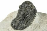 Morocops Trilobite - Ofaten, Morocco #287377-3